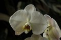 Phalaenopsis   065